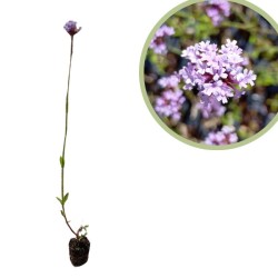 Verbena bonariensis alveolo