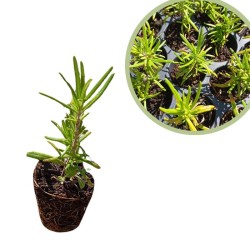 Romero officinalis Alveolo
