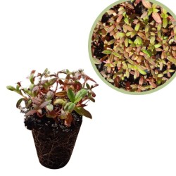 Cistus ladanifer Alveolo