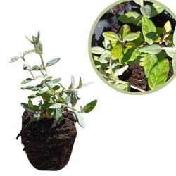 Teucrium fructicans Alveolo