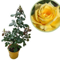 Rosal landora