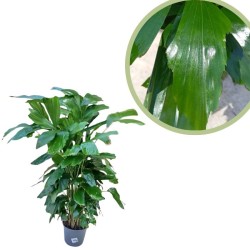 Caryota mitis