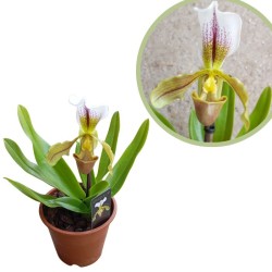 Orquídea paphiopedilum...