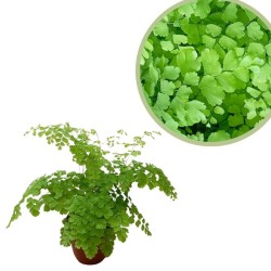 Adiantum fragrans