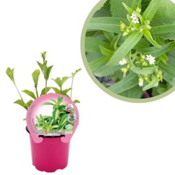 stevia