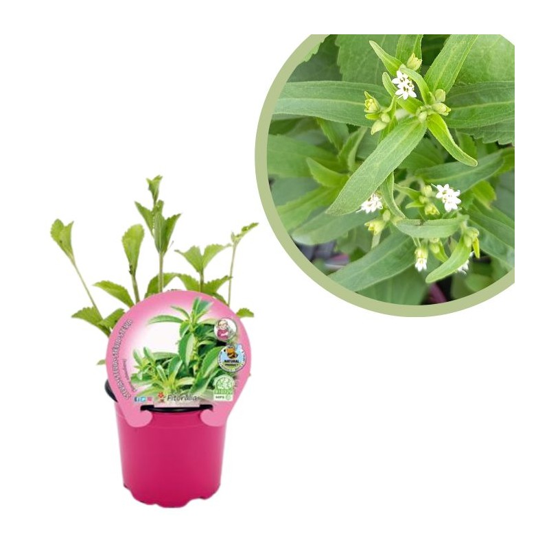 stevia