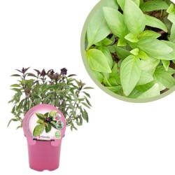 albahaca thai