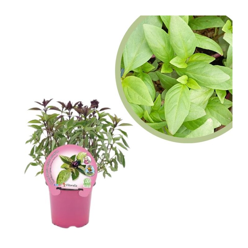 albahaca thai