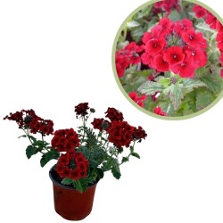 Verbena repens