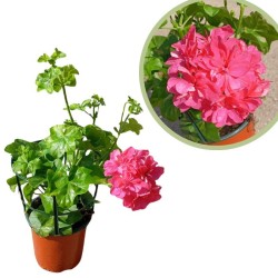 Murciana flor simple