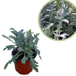 Gazania Rigens Gris