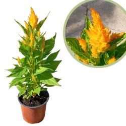 Celosia Plumosa