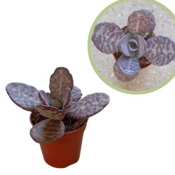 Kalanchoe humilis zebra