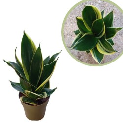 Sansevieria trifasciata hahnni