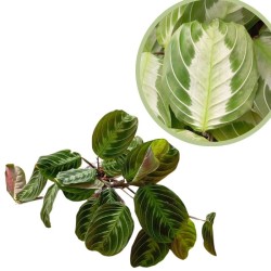 Maranta Leuconera Overig