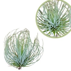Tillandsia argeanta