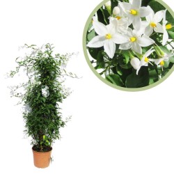 Solanum jazminoide