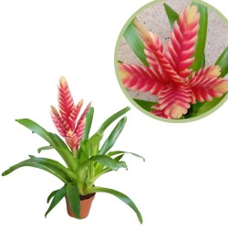 Bromelia