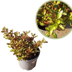 Coprosma Evening Glow