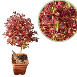 Coprosma Infierno