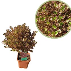 Coprosma Pacific Dawn