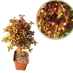 Coprosma Piña colada