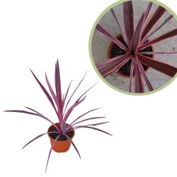 Dracena Australis pink passión