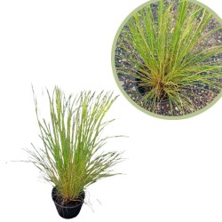 Stipa tenuissima