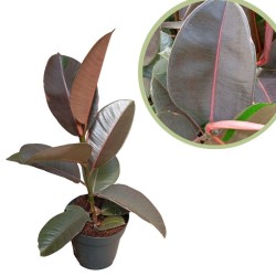 Ficus elastica pink camouflage