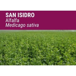 Alfalfa San Isidro