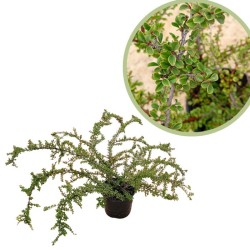 Cotoneaster horizontalis
