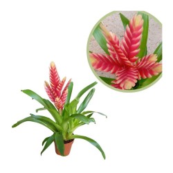 Guzmania variada