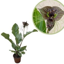 Tacca negra