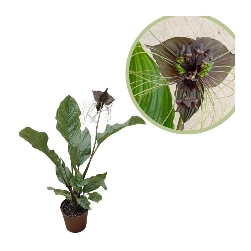 Tacca negra