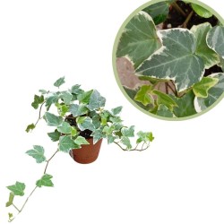 Hedera mini variegata