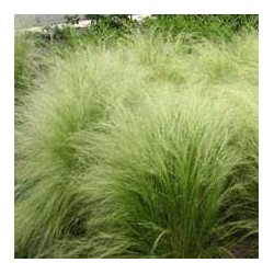 Stipa tenuissima nasella