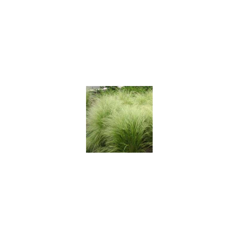 Stipa tenuissima nasella