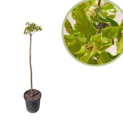 Albaricoque galta rocha