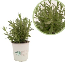 Lavanda dentaville