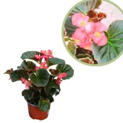 Begonia sempreflorens