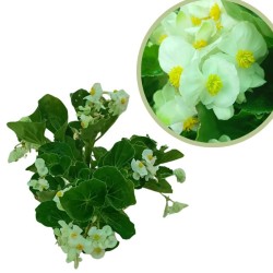 Begonia sempreflorens