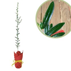 Olivo regalo