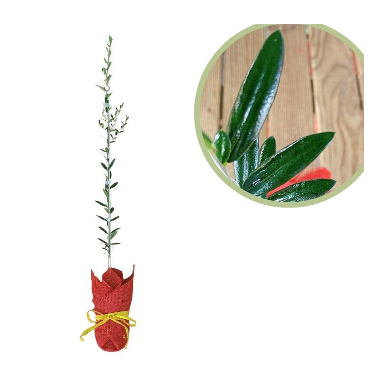 Olivo regalo