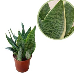 Sansevieria variada