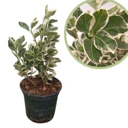 Euonymus japonica bravo seto