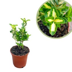 Euonymus japonica luna pictus