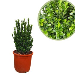 Euonymus japonica green spire
