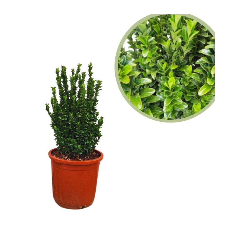 Euonymus japonica green spire