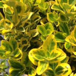 Euonymus Aureomarginatus