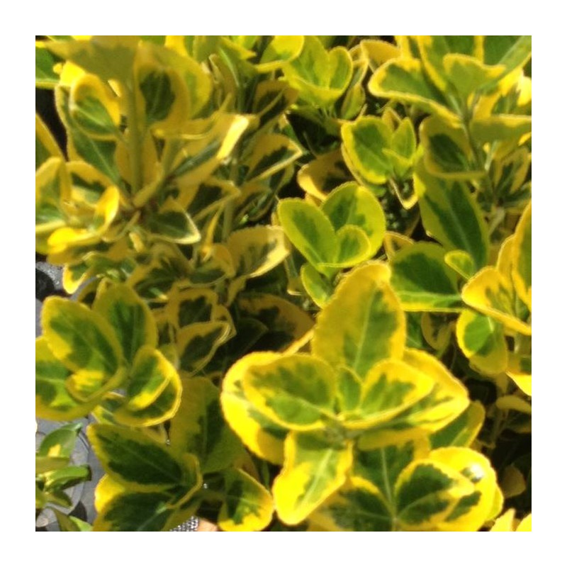 Euonymus Aureomarginatus